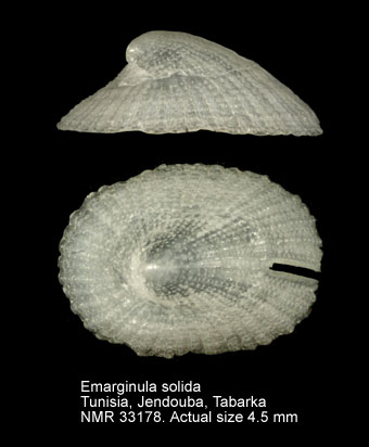 Emarginula solidula.jpg - Emarginula solidulaO.G.Costa,1829
